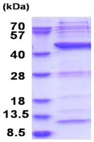 SDS-PAGE - Recombinant Human POLR1C protein (His tag N-Terminus) (AB180317)