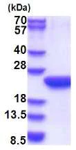 SDS-PAGE - Recombinant Human POLR2F protein (His tag N-Terminus) (AB180291)
