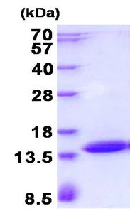 SDS-PAGE - Recombinant Human POLR2J3 protein (His tag N-Terminus) (AB134600)