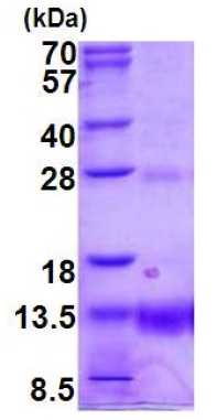 SDS-PAGE - Recombinant Human POLR2K protein (AB187471), expandable thumbnail