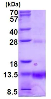 SDS-PAGE - Recombinant Human POLR2K protein (His tag N-Terminus) (AB187471)