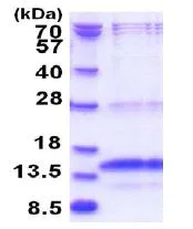 SDS-PAGE - Recombinant Human POLR3K protein - BSA and Azide free (His tag N-Terminus) (AB180315)