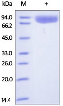 SDS-PAGE - Recombinant human Polymeric immunoglobulin receptor/PIGR protein (Active) (AB174011), expandable thumbnail
