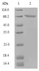 SDS-PAGE - Recombinant Human Polyoma virus JCV capsid protein VP1 (Tagged) (AB267852)