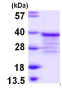 SDS-PAGE - Recombinant Human POMC protein (His tag N-Terminus) (AB108118)