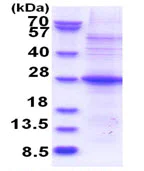 SDS-PAGE - Recombinant Human POMZP3 protein (denatured) (His tag N-Terminus) (AB180341)