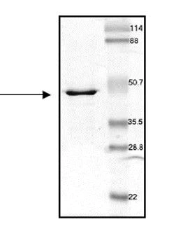 SDS-PAGE - Recombinant Human PON1 protein (AB53376)