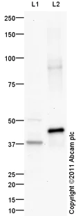 Western blot - Recombinant Human PON1 protein (AB53376)