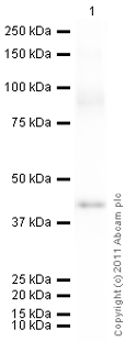 Recombinant Human PON1 protein