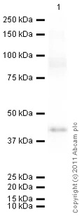 Western blot - Recombinant Human PON1 protein (AB53376)
