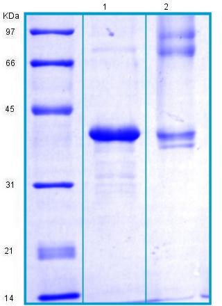 SDS-PAGE - Recombinant Human PON1 protein - BSA and Azide free (AB175468), expandable thumbnail
