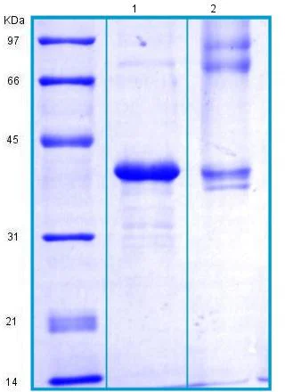 SDS-PAGE - Recombinant Human PON1 protein - BSA and Azide free (AB175468)