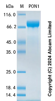 SDS-PAGE - Recombinant Human PON1 Protein Standard (His tag) (AB323004)