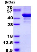 SDS-PAGE - Recombinant Human POR1 protein (His tag N-Terminus) (AB131667)