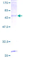 SDS-PAGE - Recombinant Human PORCN/PPN protein (GST tag N-Terminus) (AB153496)
