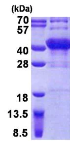 SDS-PAGE - Recombinant Human POU6F1/Emb protein (AB156736)