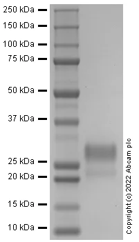 SDS-PAGE - Recombinant Human PP1A Protein (AB290069)