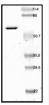 SDS-PAGE - Recombinant Human PPAR gamma protein (AB53382)