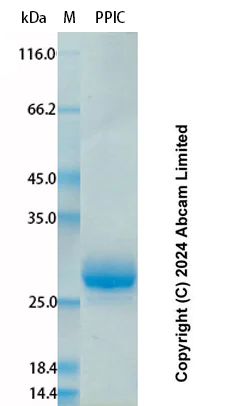 SDS-PAGE - Recombinant Human PPIC Protein Standard (His tag) (AB323112)