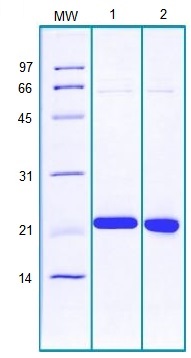 Recombinant Human PPIH protein
