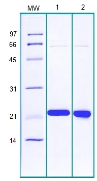 SDS-PAGE - Recombinant Human PPIH protein (AB184587)