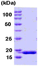 SDS-PAGE - Recombinant human PPIH protein (AB78874), expandable thumbnail