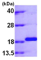SDS-PAGE - Recombinant human PPIL1 protein (His tag C-Terminus) (AB79247)
