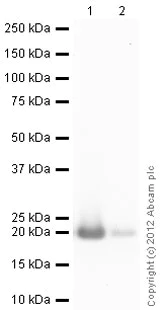 Western blot - Recombinant human PPIL1 protein (His tag C-Terminus) (AB79247)
