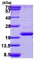 SDS-PAGE - Recombinant human PPIL3 protein (AB113119)