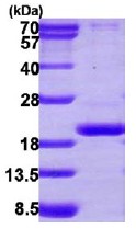 SDS-PAGE - Recombinant human PPIL3 protein (His tag N-Terminus) (AB113119)