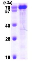 SDS-PAGE - Recombinant human PPIL4 protein (His tag N-Terminus) (AB101207)