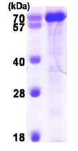 SDS-PAGE - Recombinant human PPIL4 protein (His tag N-Terminus) (AB101207)