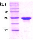SDS-PAGE - Recombinant human PPM1A protein (AB51205)