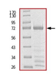 SDS-PAGE - Recombinant Human PPM1F/POPX2 protein (AB71665)