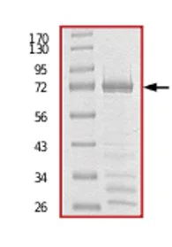SDS-PAGE - Recombinant Human PPM1F/POPX2 protein (GST tag N-Terminus) (AB71665)