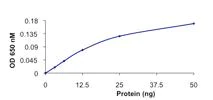 Functional Studies - Recombinant human PPM1G protein (AB128553)