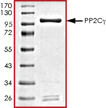 SDS-PAGE - Recombinant human PPM1G protein (AB128553)