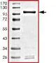 SDS-PAGE - Recombinant human PPM1G protein (AB128553)