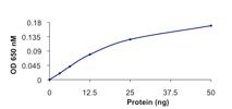 Functional Studies - Recombinant human PPM1G protein (AB128553)