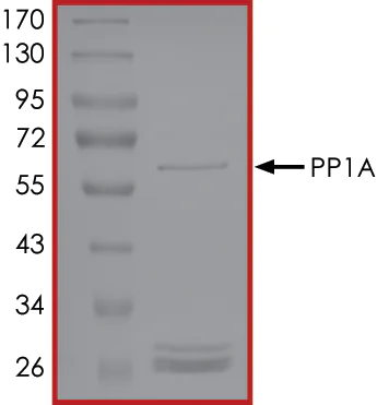 SDS-PAGE - Recombinant human PPP1A/PPP1CA protein (AB128559)
