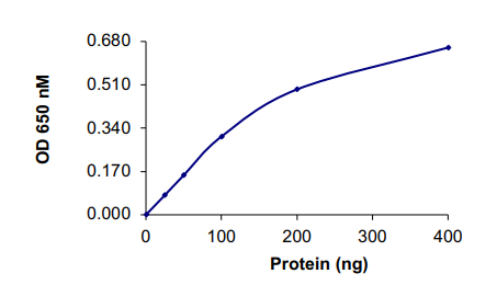 Recombinant human PPP1CB