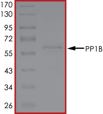SDS-PAGE - Recombinant human PPP1CB (AB128551)