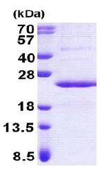 SDS-PAGE - Recombinant Human PPP1R11 protein (His tag N-Terminus) (AB167857)