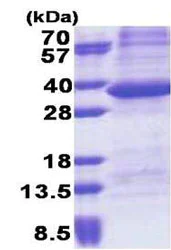 SDS-PAGE - Recombinant Human PPP1R3B protein (denatured) (His tag N-Terminus) (AB171709)