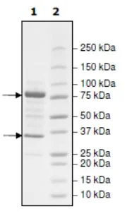 SDS-PAGE - Recombinant human PPP2R1A + PP2A-alpha protein (Active) (6x His tag N-Terminus, GST tag N-Terminus) (AB271717)