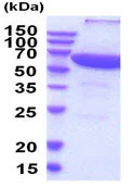 SDS-PAGE - Recombinant Human PPP2R1A protein (AB207146)