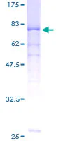 SDS-PAGE - Recombinant Human PPP2R2A protein (GST tag N-Terminus) (AB159172)