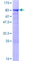 SDS-PAGE - Recombinant Human PPP2R5A protein (GST tag N-Terminus) (AB159173)