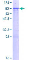 SDS-PAGE - Recombinant Human PPP2R5C protein (GST tag N-Terminus) (AB131822)