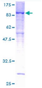 SDS-PAGE - Recombinant Human PPP2R5D protein (GST tag N-Terminus) (AB114547)
